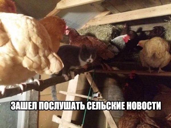 Подборка картинок 24.02.16