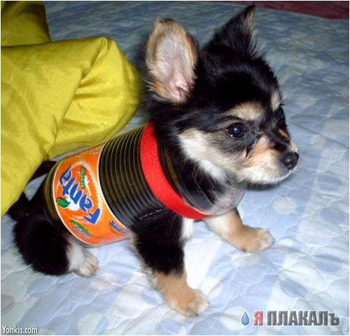 СОБАКИ и ЩЕНКИ. Все про собак!