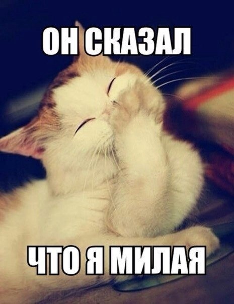 Мохнатые беспредельщики