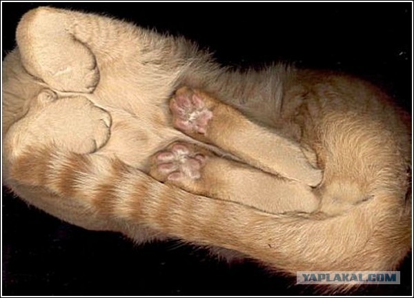 Гибкая Сати