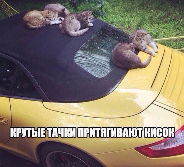 Ассорти картинок из сети