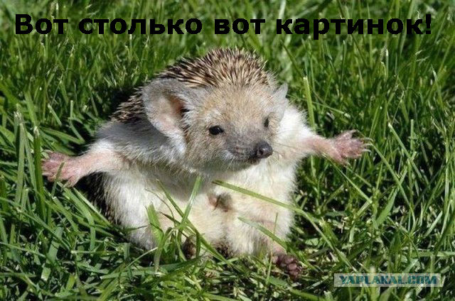 Прикольные животные