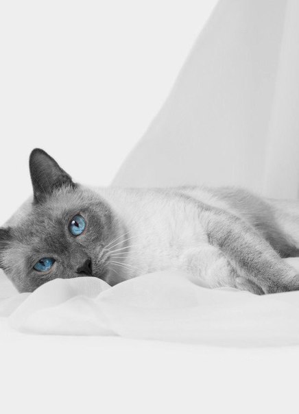 Коты из сети