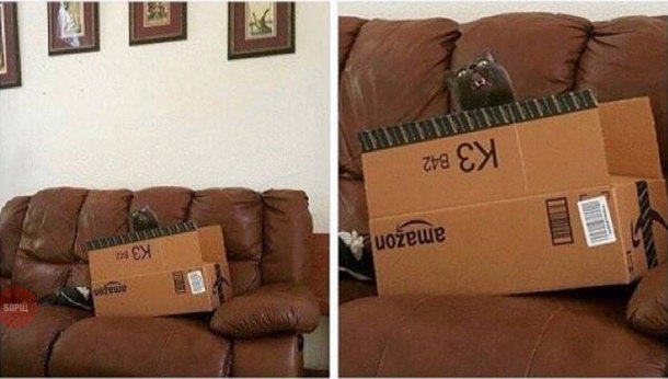 Коты из сети