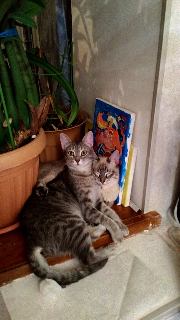 Котовторник  14.02.2017
