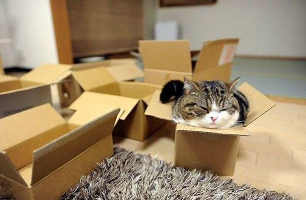 Девушка построила для кошки потрясающий домик-иглу из картона и вот как она это сделала