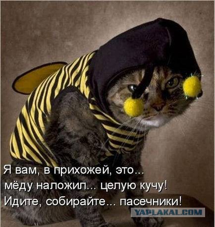 Испугал кота