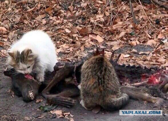 Что-то жрёт крокодилов на Ладоге. Ужс.