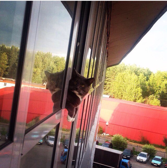 Коты и Кошки