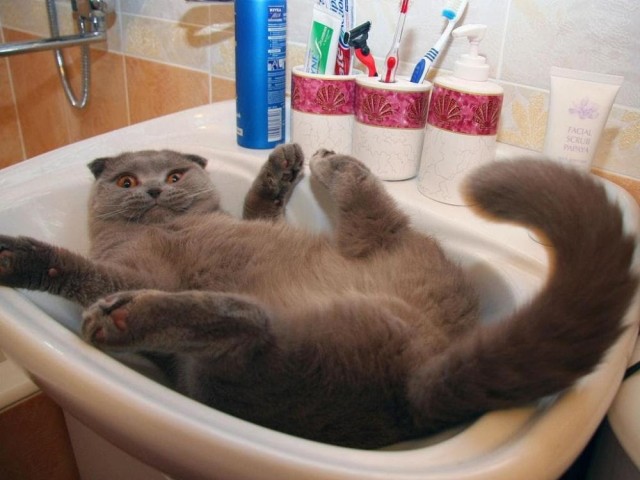 Коты и Кошки