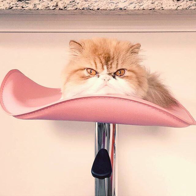 Коты и Кошки