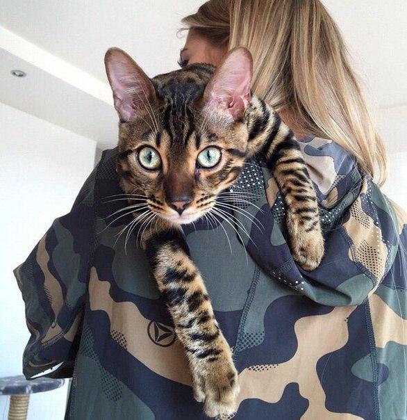 Коты и Кошки