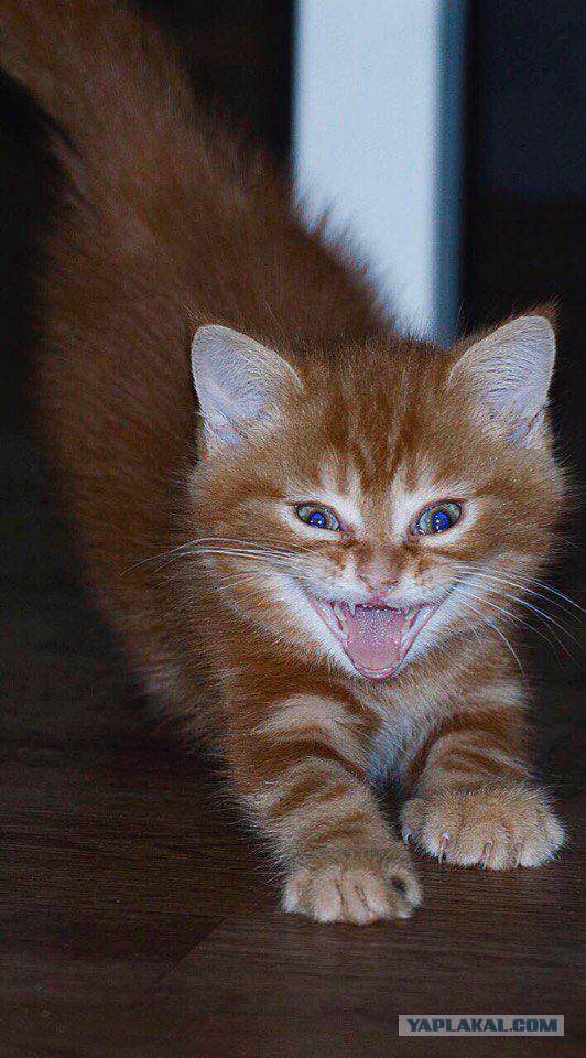 Котовторник