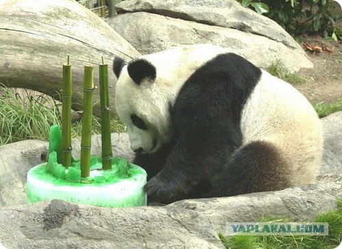 Дни рожденья в зоопарках 7 фото
