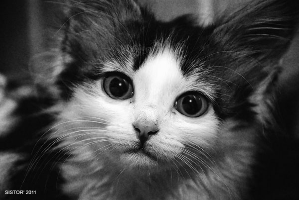 Котовторник, для любителей кошек