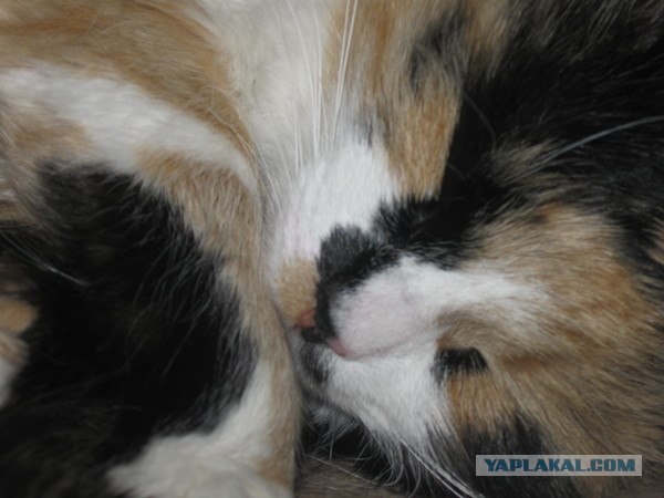 Котовторник 06.09.11