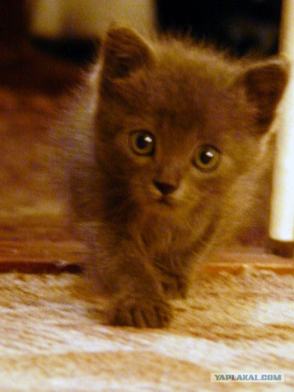 Котовторник (10.01.2012)