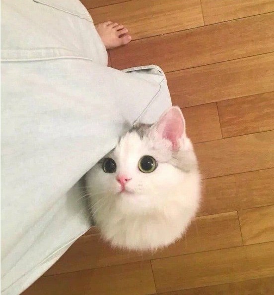 Живность из сети