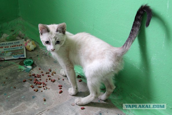 Котовторник 17.04.2012