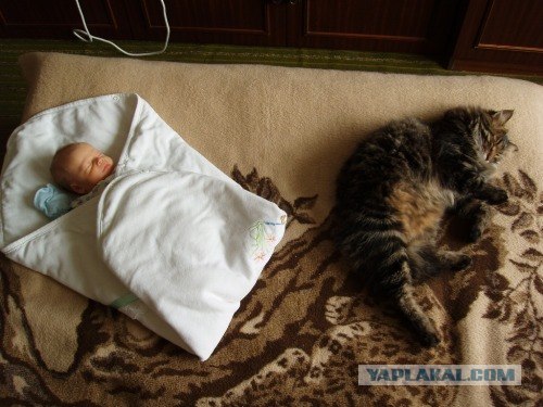 Котовторник 24.07.2012