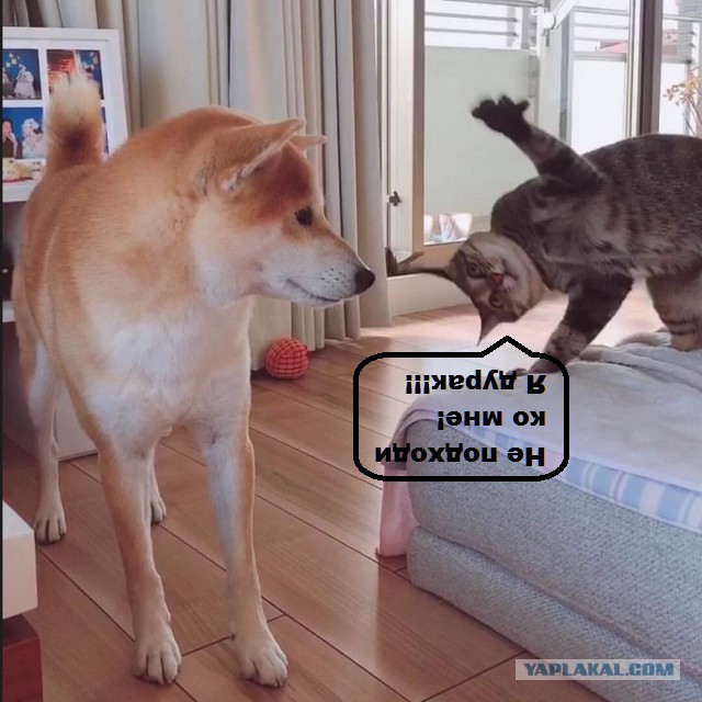 Подборка интересных и веселых картинок 22.01.19