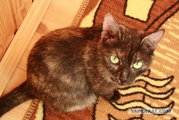 Котовторник  21.08.12