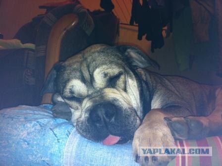 Собакочетверг