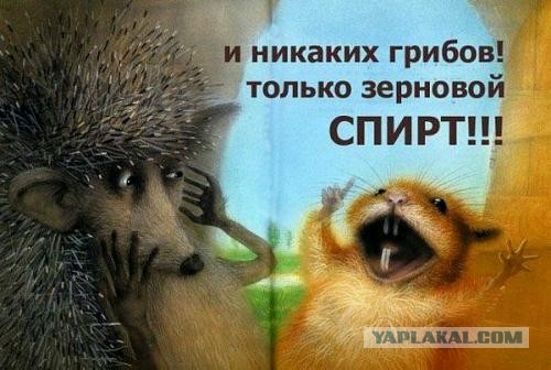 Подарки из леса