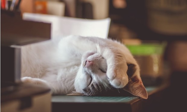 Что значит поза, в которой спит твоя кошка