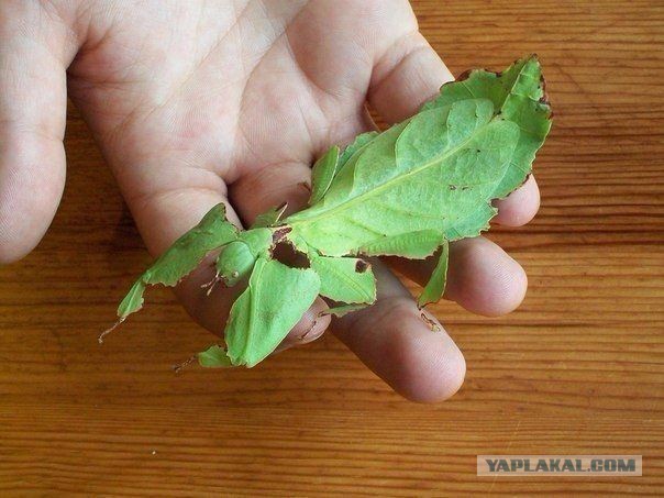 Ух ты, красивое какое