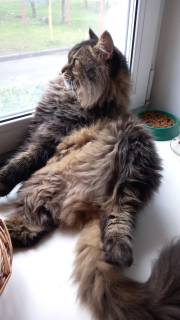 Котовторник 28.09.21