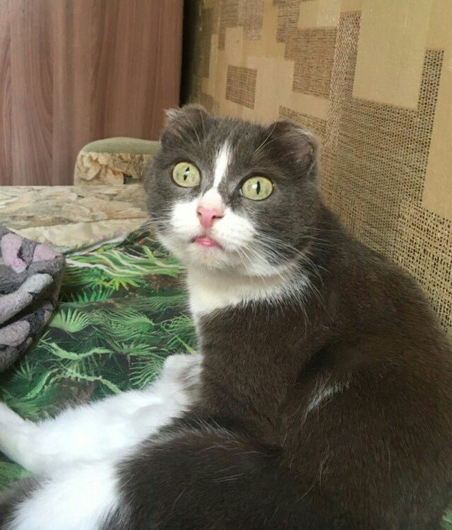 А что это мы котовторник не начинаем? Время пришло!