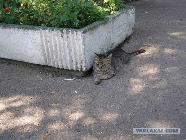Батарея №411.