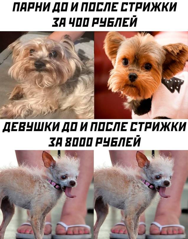 Весёлый полтишок 20.07.2022