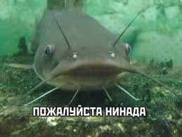 Африканский клариевый сом: Водоплавающий суперсолдат. Живёт без воды двое суток и адаптируется даже к самым жёстким условиям