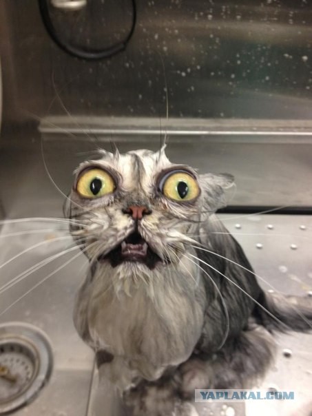 Крылья, крылья... Главное хвост!