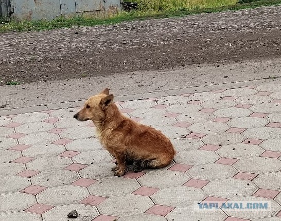 Хочу собаку! (гид по группам пород)