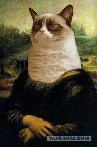 Мимика кошки