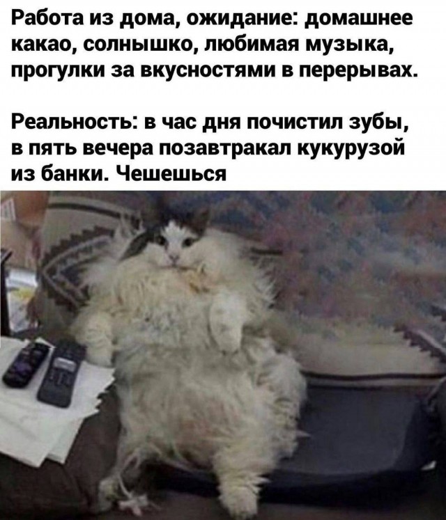 Околоайтишные мемчики