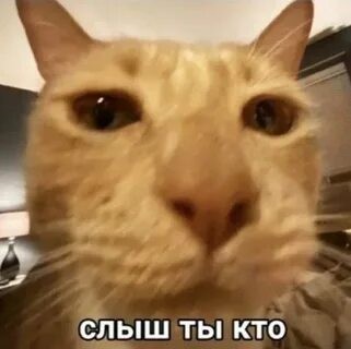 Что у них там происходит?