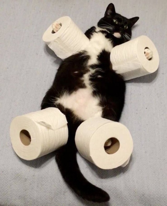 К котовторнику: подборка картинок-баянов с котиками и про котиков. Выпуск 26.
