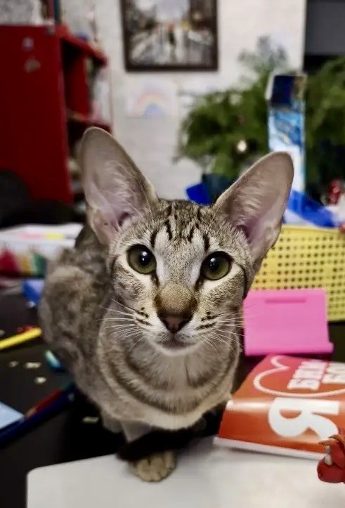 Мой кот