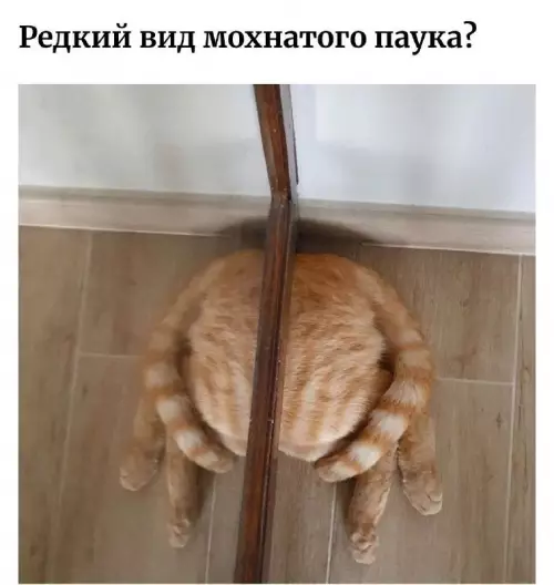 Картиночки, баянчики 21 февраля