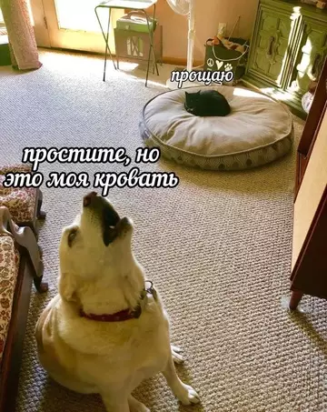 Картиночки, баянчики 05 марта