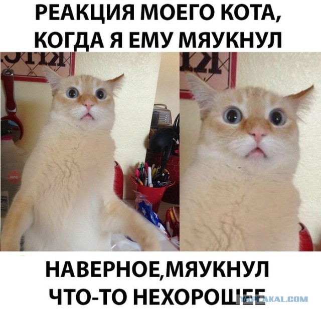 Подборка картинок-баянов с котиками и про котиков. Выпуск 34.