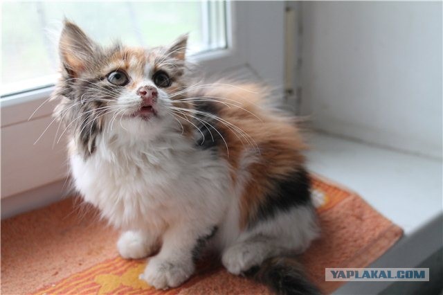 Котовторник 8.10.2013