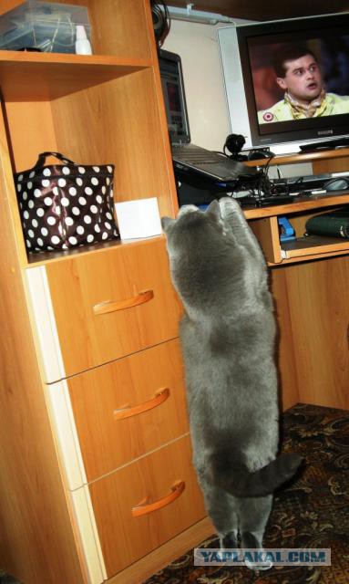 Котовторник 29.10.2013