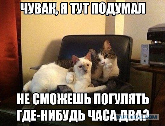 Веселые картинки? а так же комментарии)
