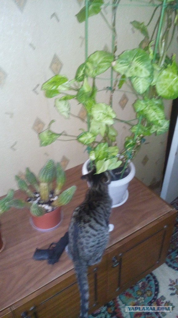Котовторник   15.04.2014