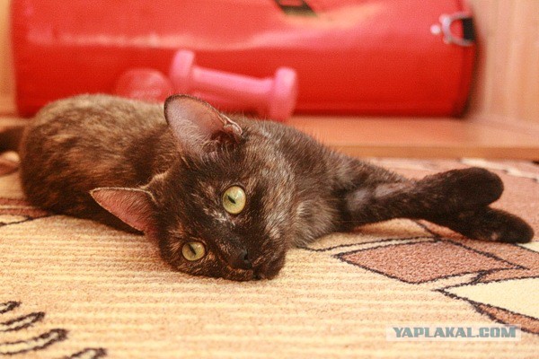 Котовторник 20.05.2014